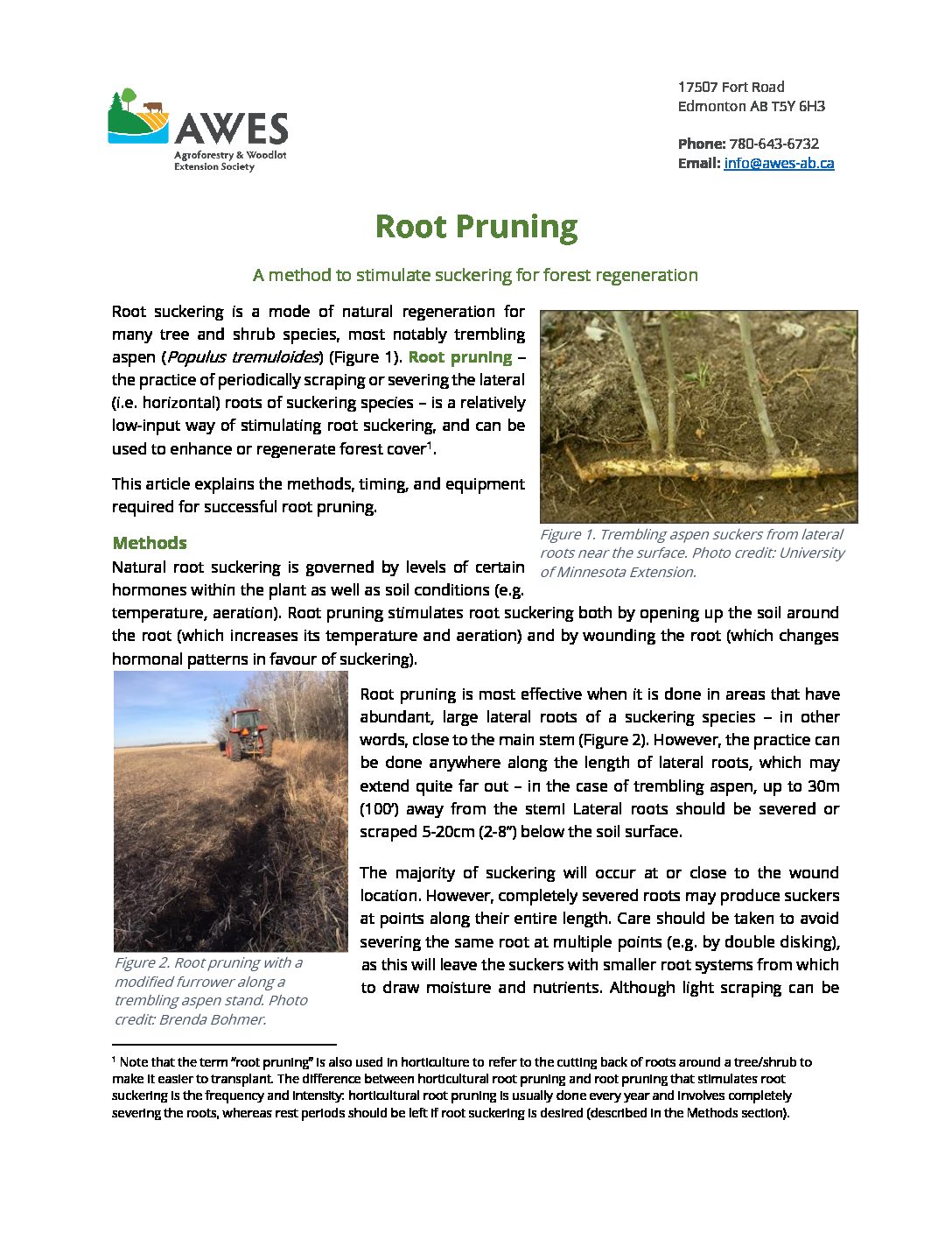 Root Pruning