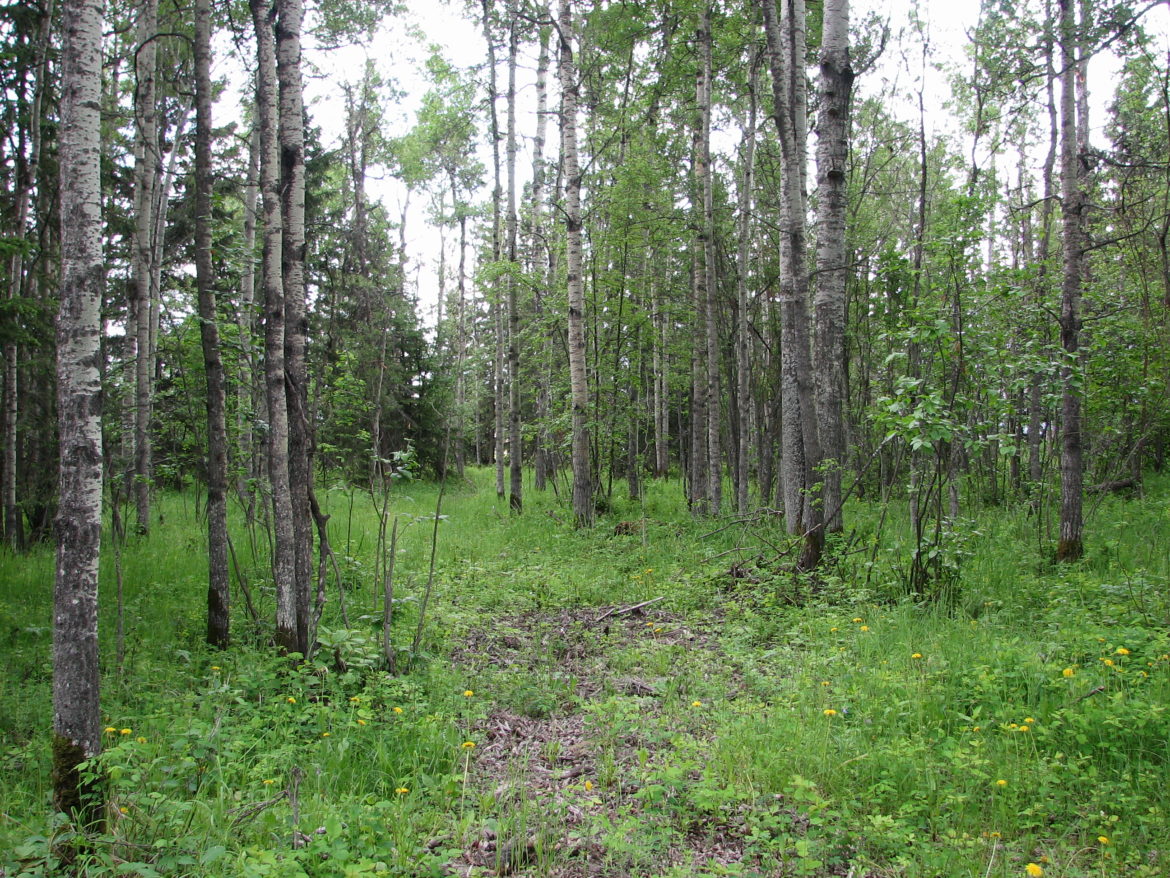 Woodlot Best Management Practices AWES Agroforestry and