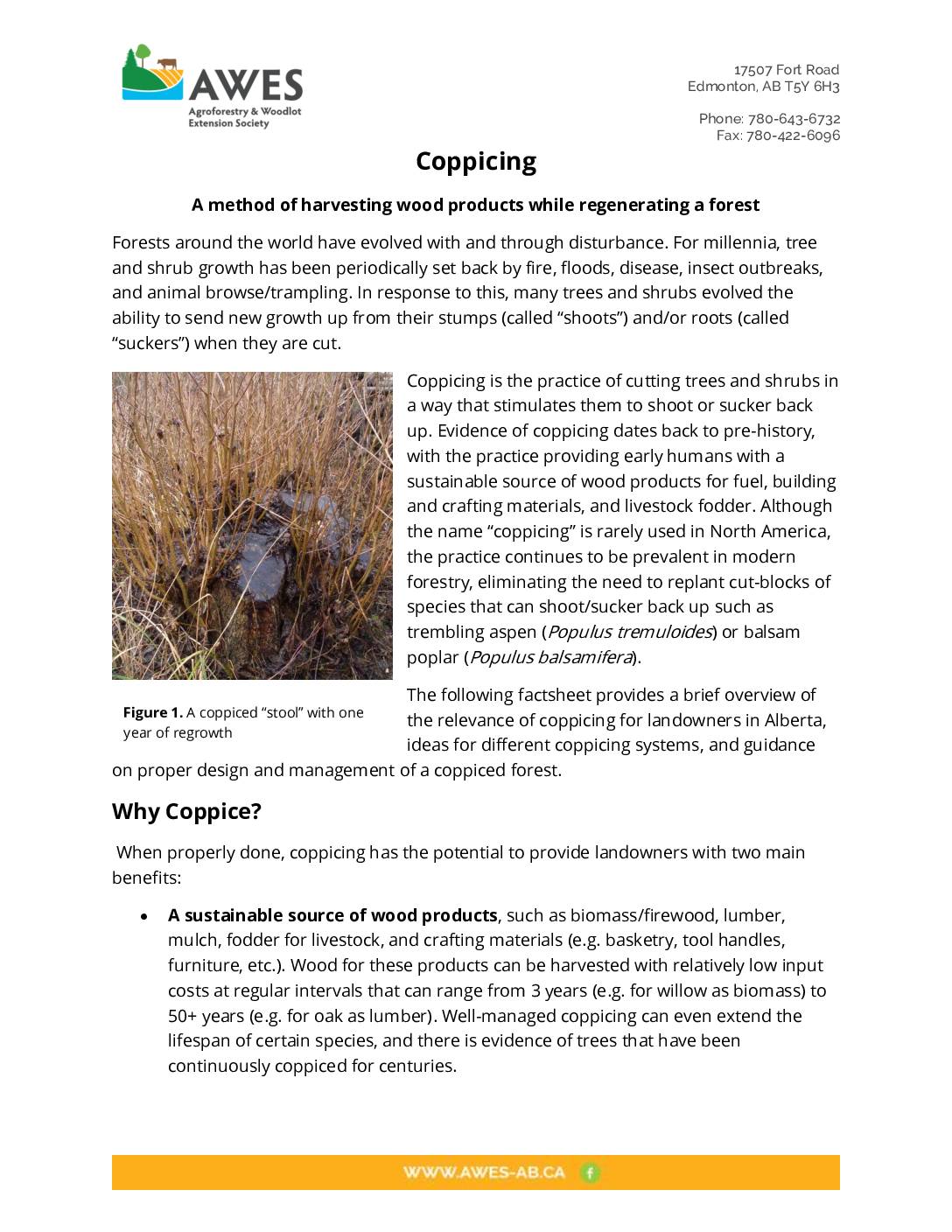 Coppicing