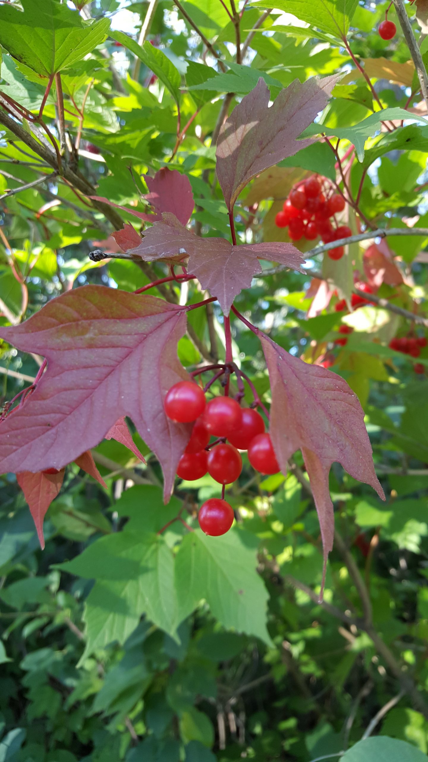 Highbush cranberry AWES Agroforestry and Woodlot Extension Society