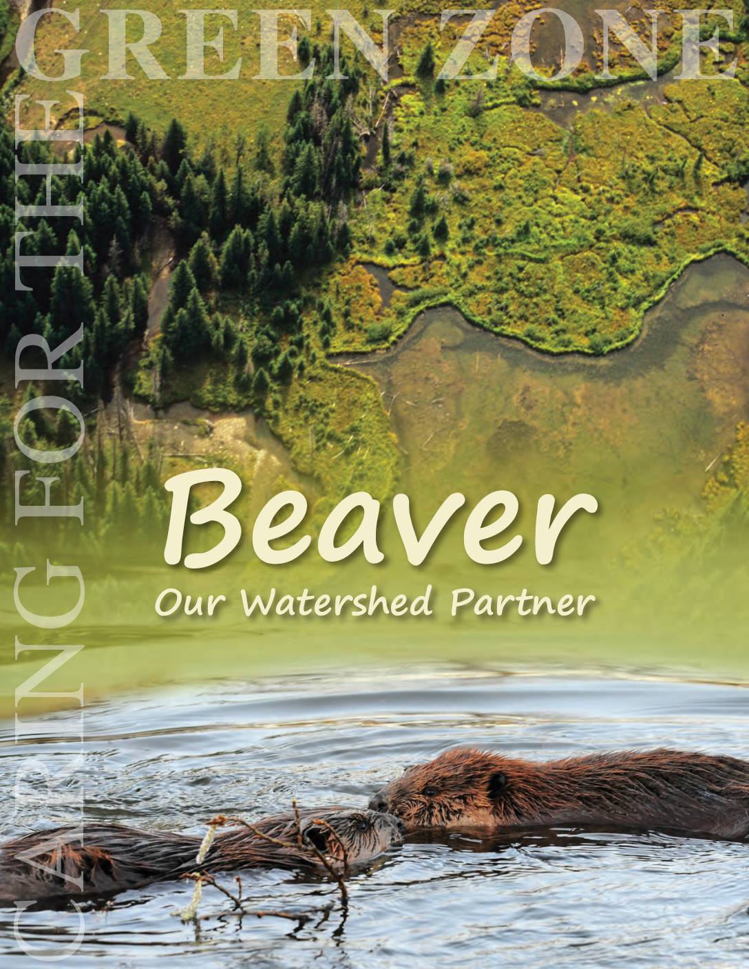 Beaver: Our Watershed Partner