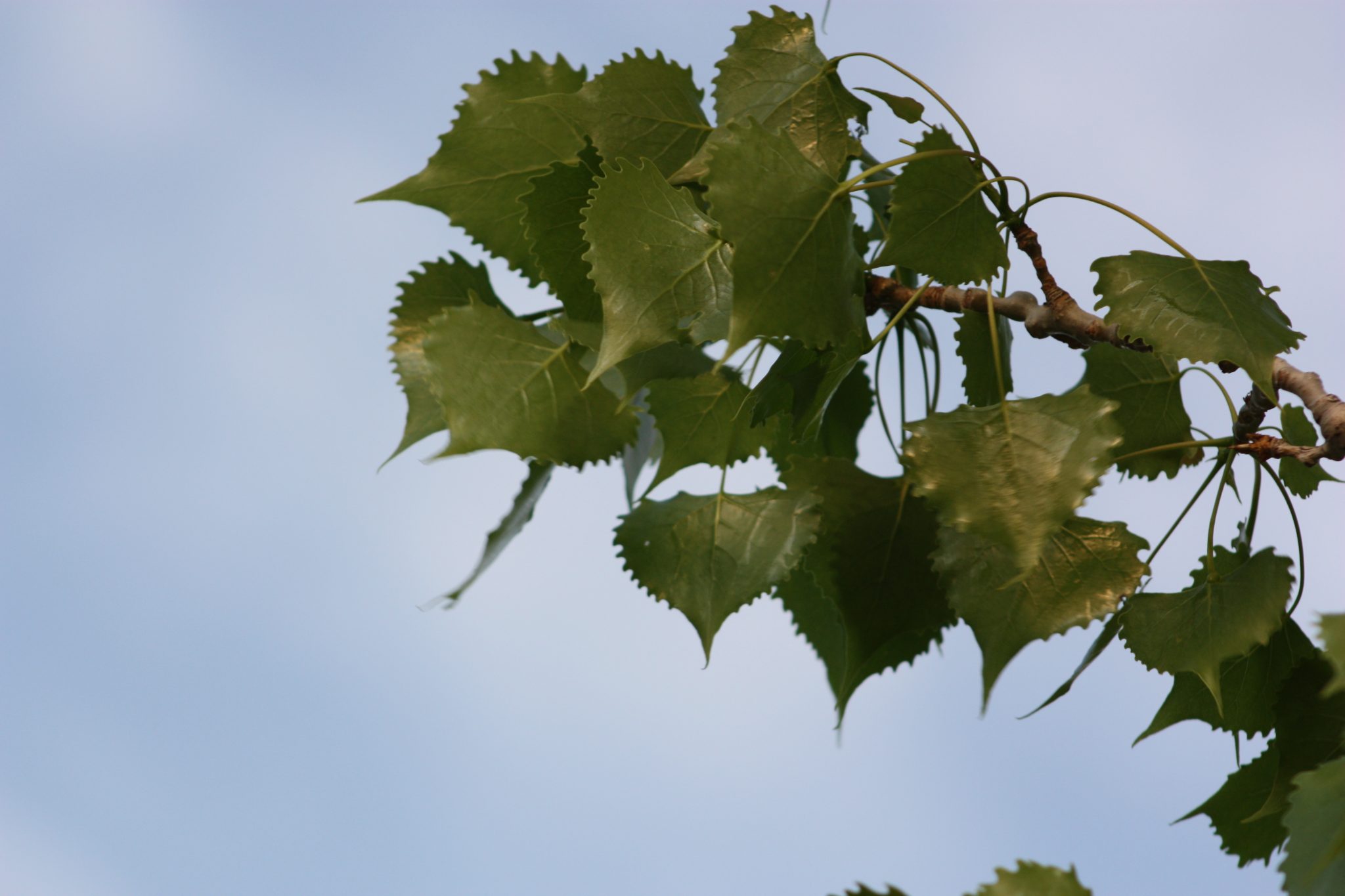 Plains cottonwood AWES Agroforestry and Woodlot Extension Society of Alberta