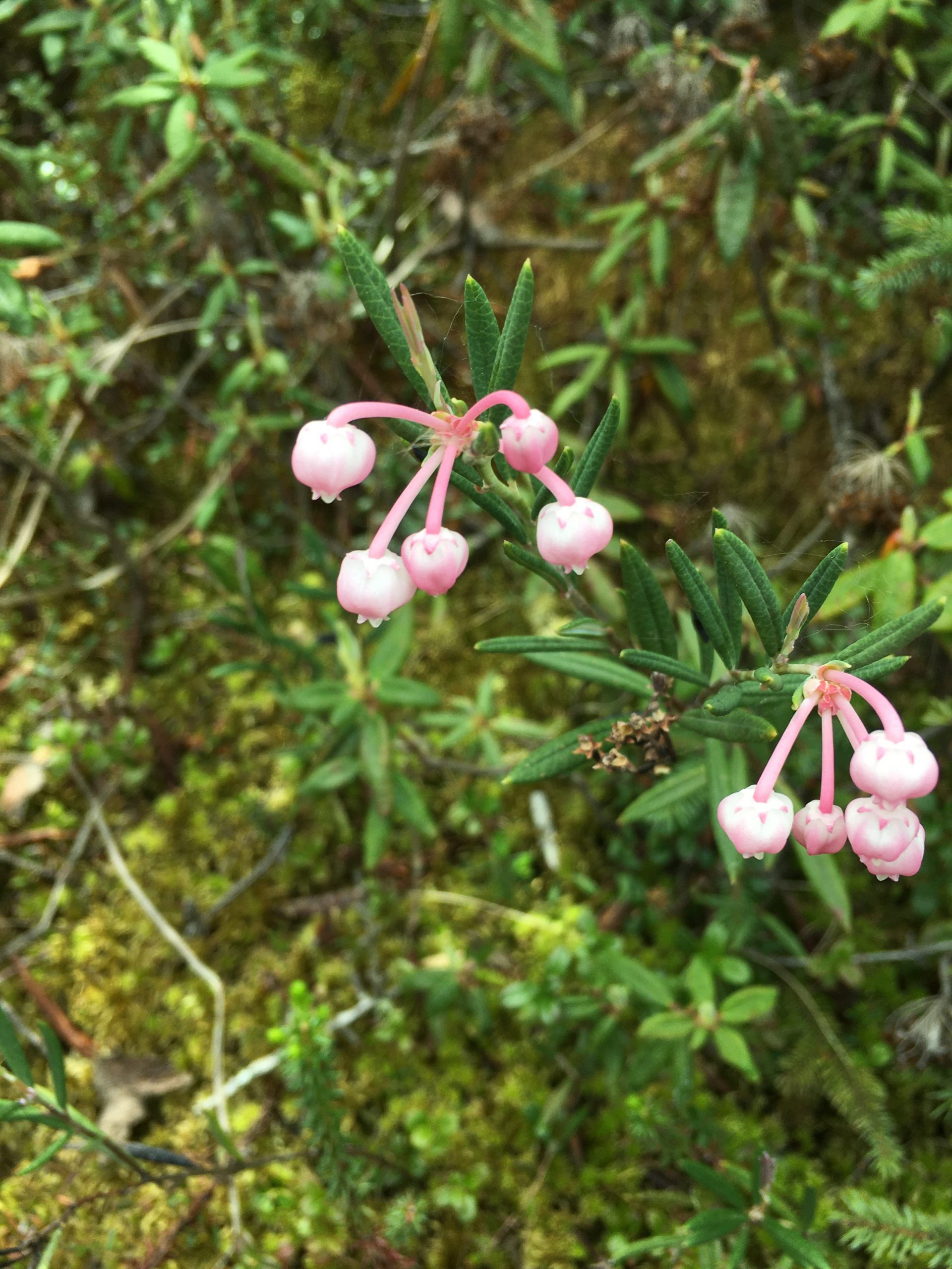 Bog rosemary AWES Agroforestry and Woodlot Extension Society of Alberta