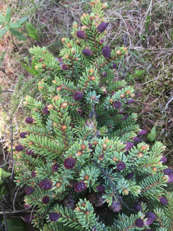through black spruce