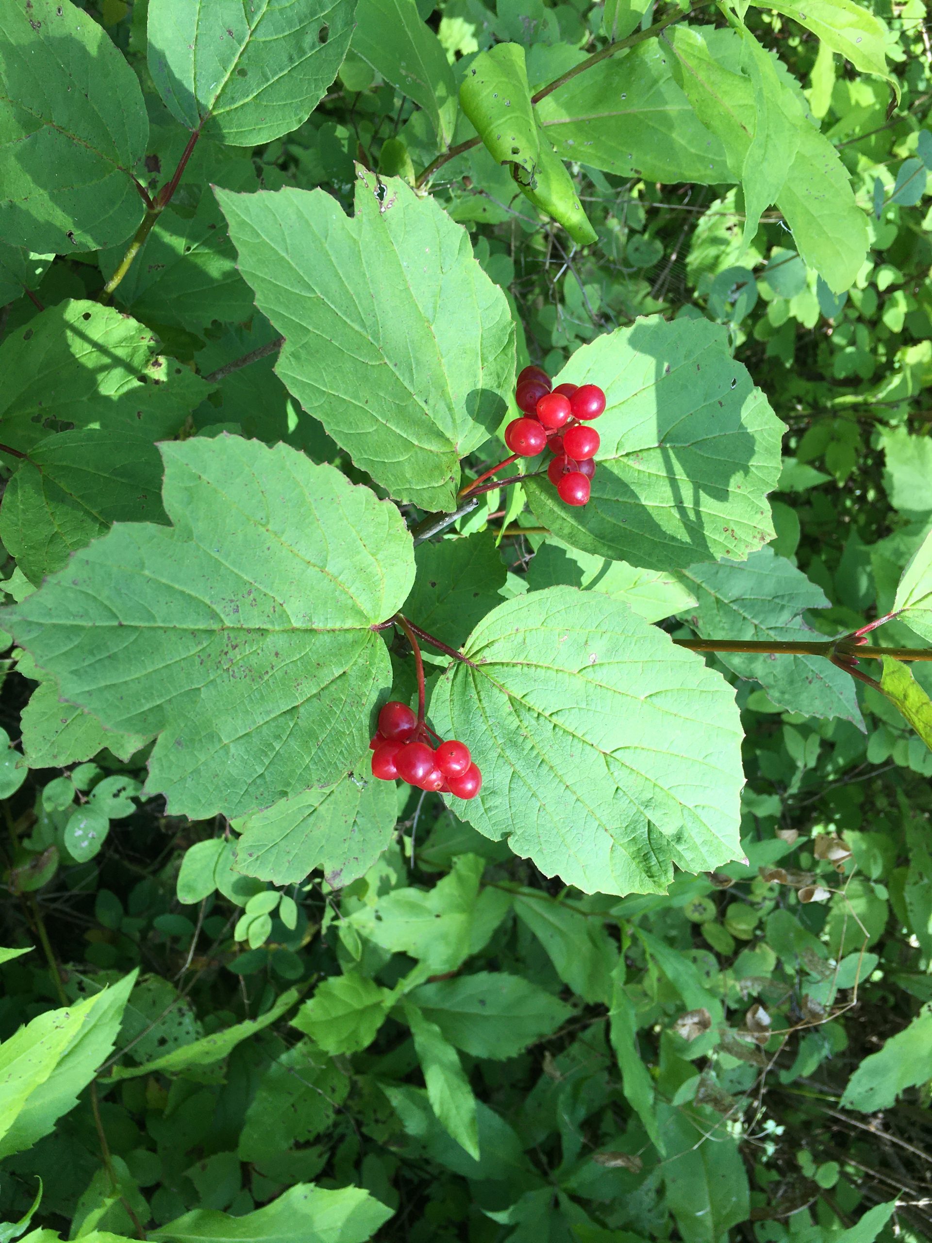 Lowbush cranberry AWES Agroforestry and Woodlot Extension Society