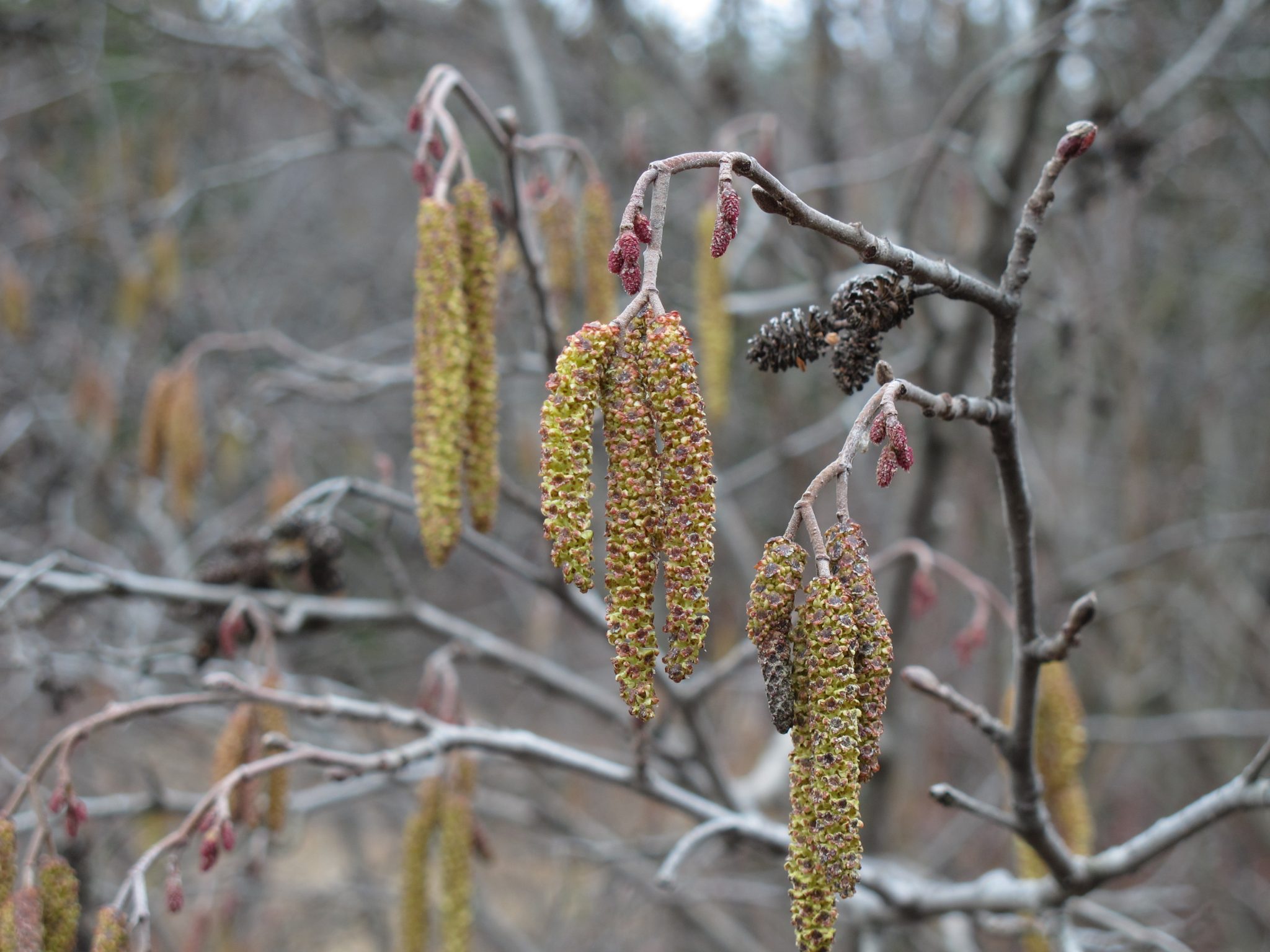 River alder AWES Agroforestry and Woodlot Extension Society of Alberta