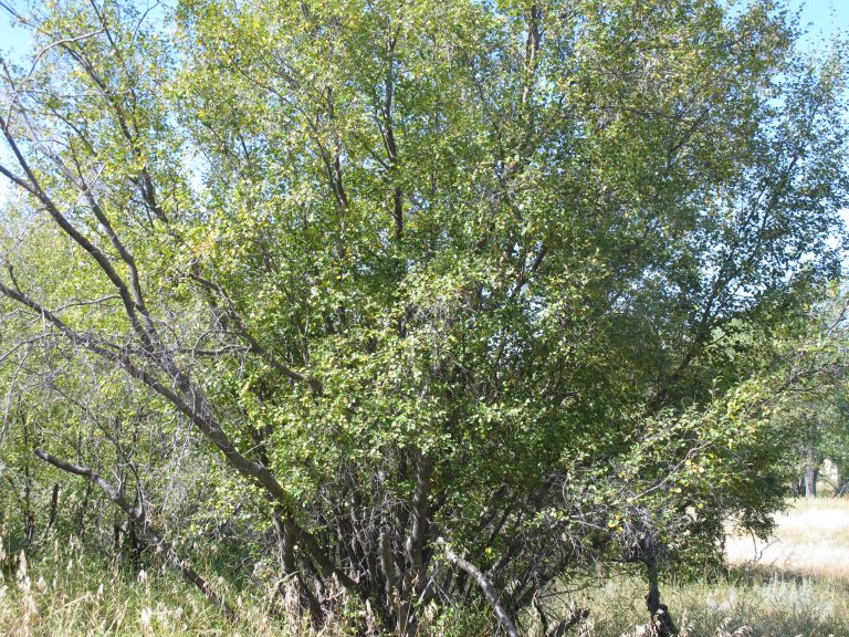 Water Birch, Betula occidentalis