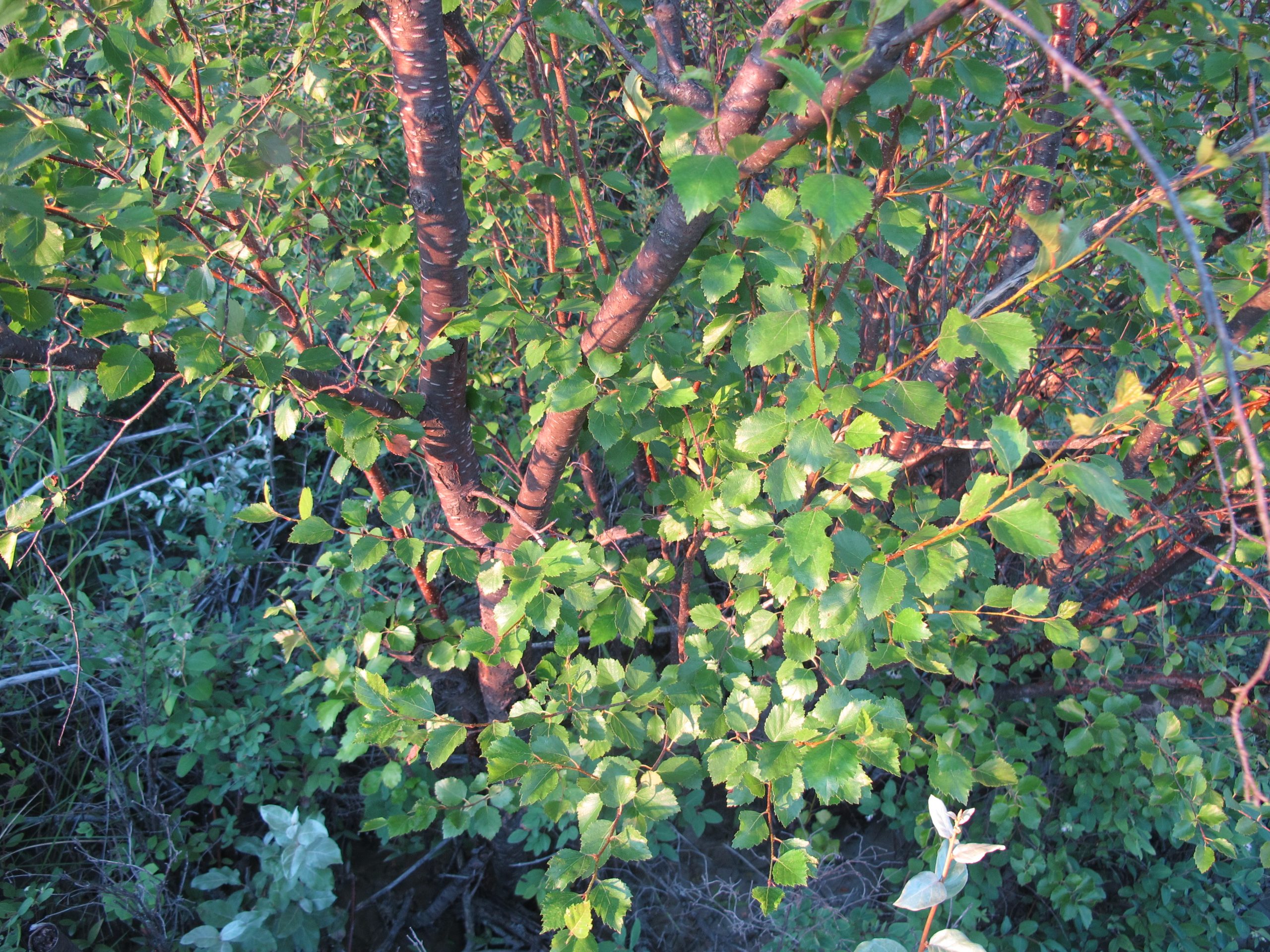 Water birch AWES Agroforestry and Woodlot Extension Society of Alberta