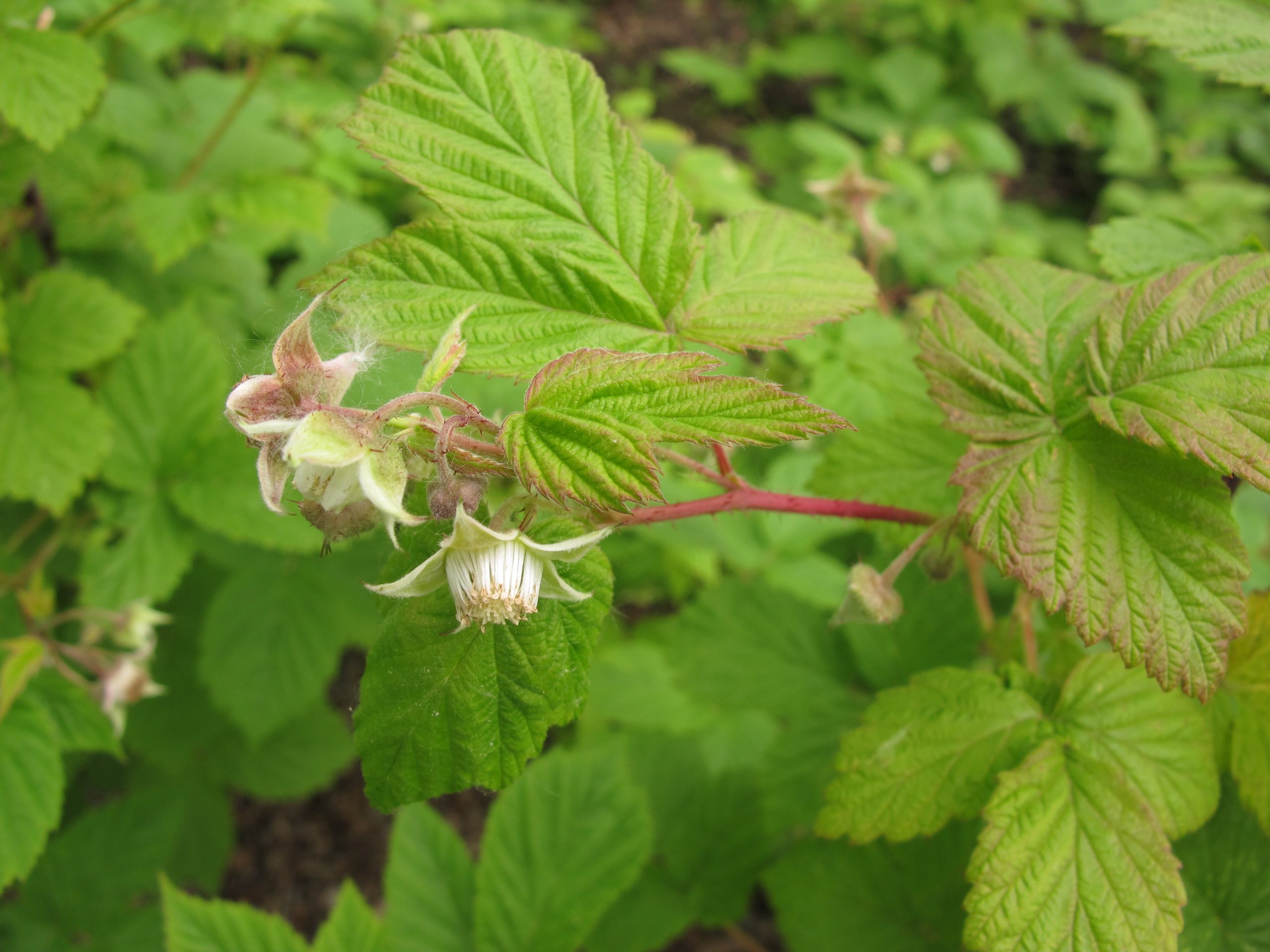 wild raspberry plant