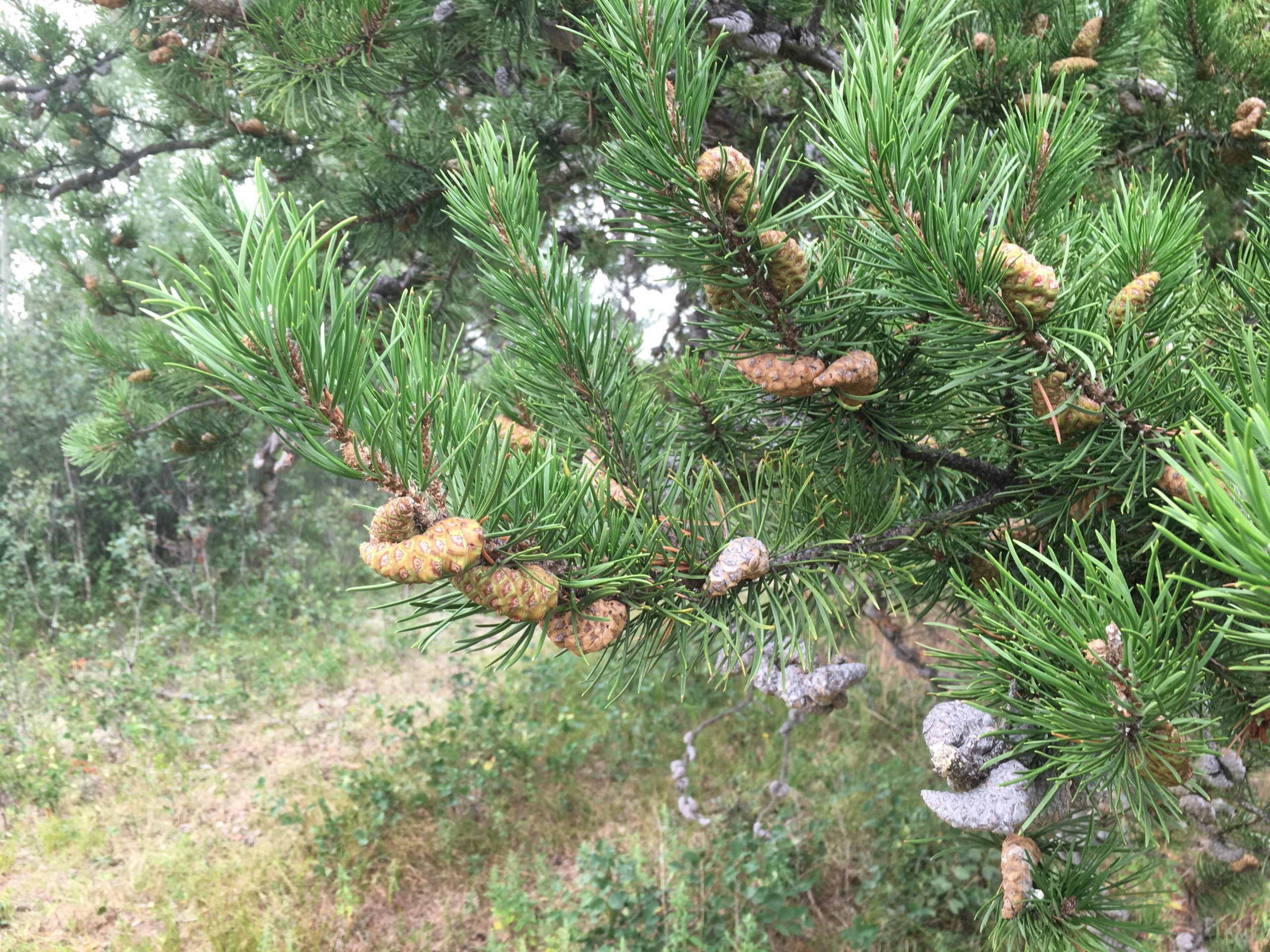 Jack pine – AWES | Agroforestry and Woodlot Extension Society of Alberta