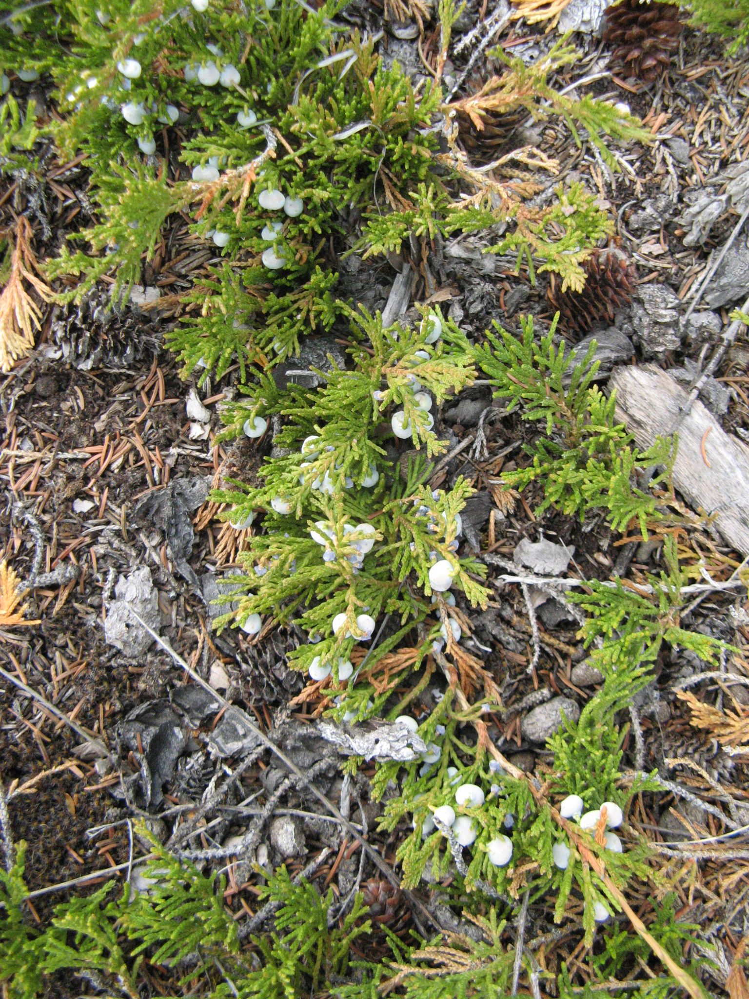 Creeping juniper AWES Agroforestry and Woodlot Extension Society of