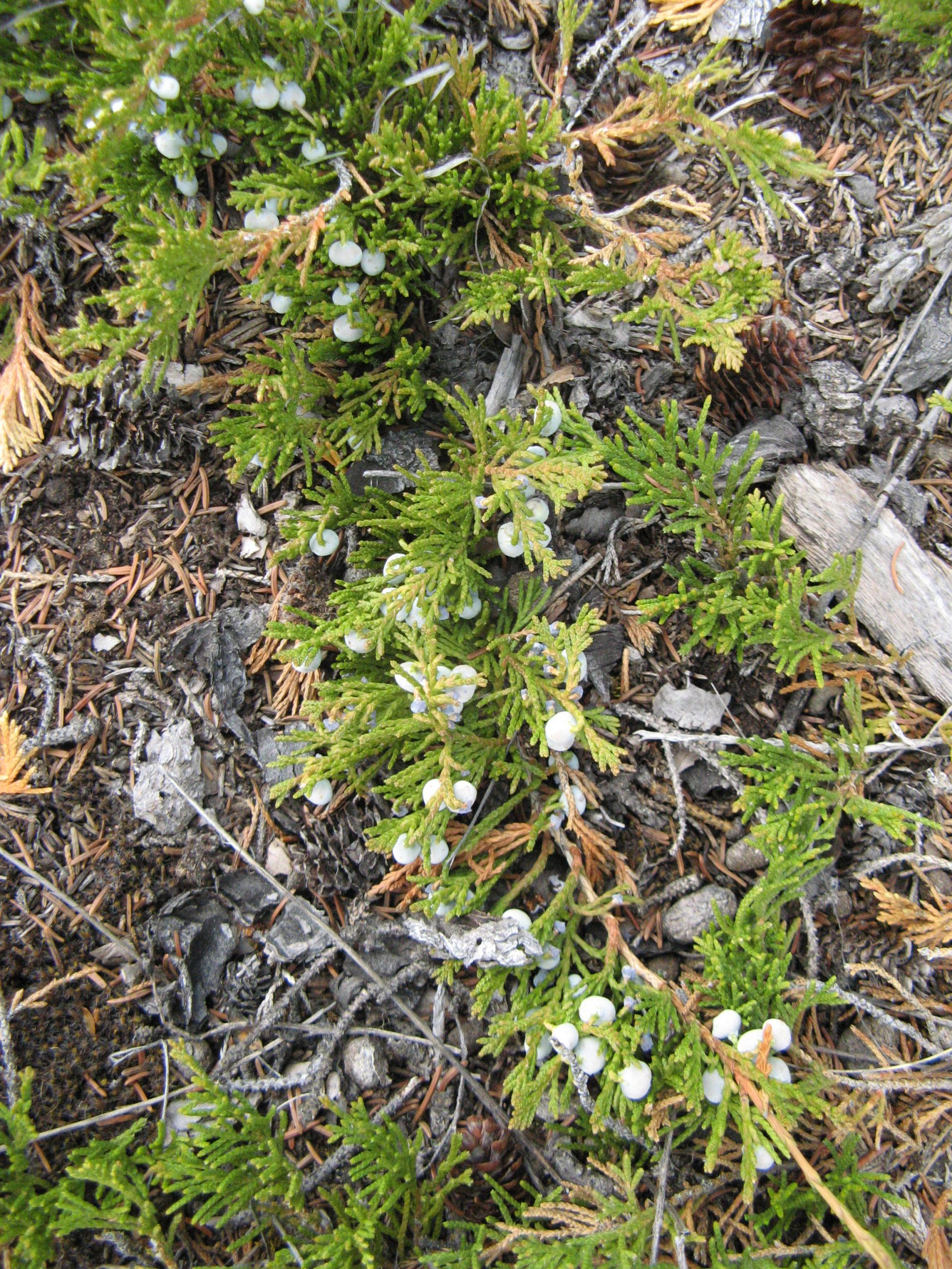 Creeping juniper AWES Agroforestry and Woodlot Extension Society of