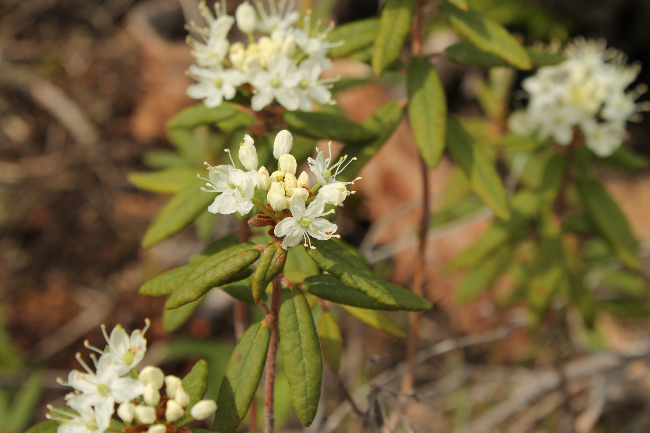 Common labrador tea AWES Agroforestry and Woodlot Extension Society