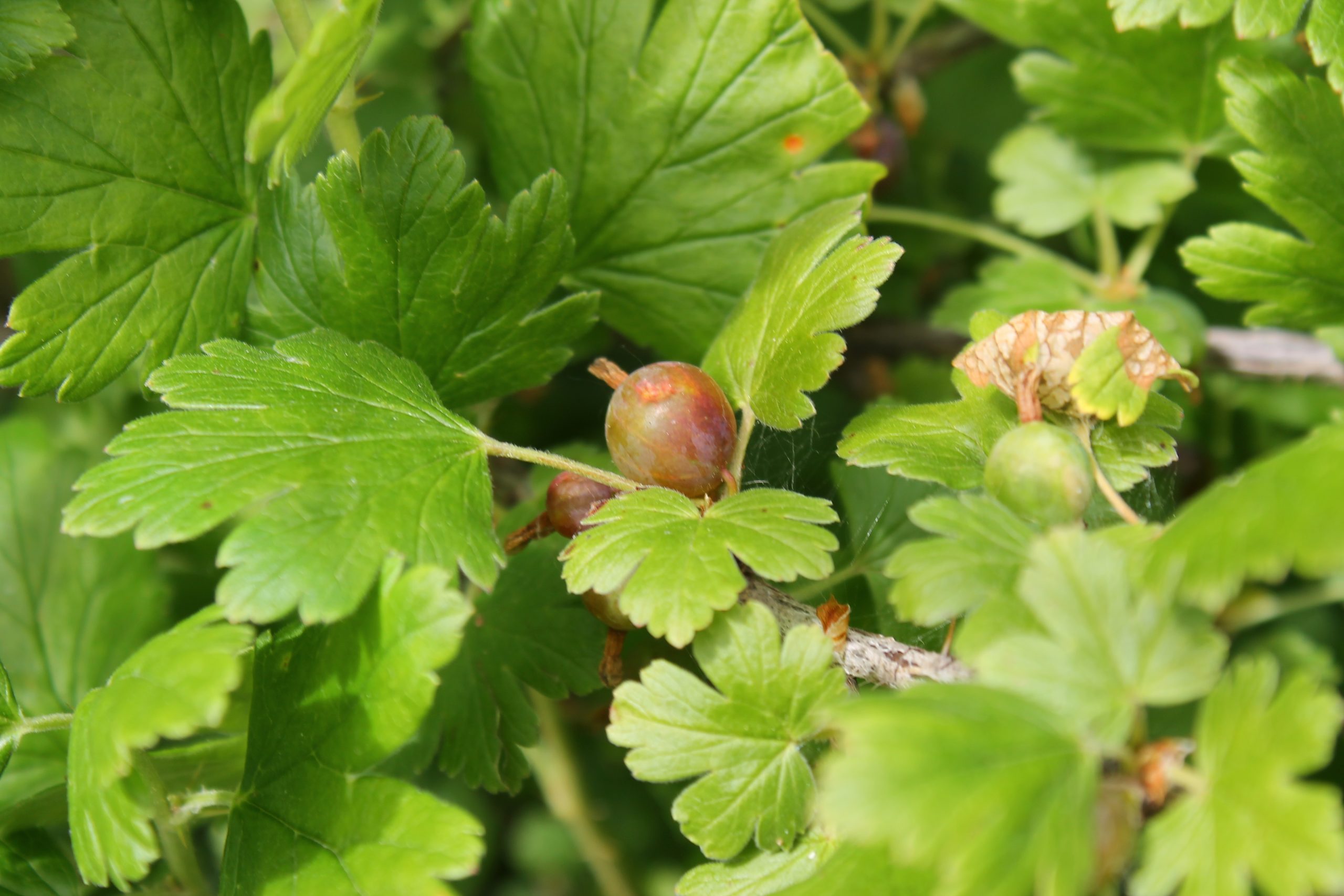 Smooth gooseberry – AWES | Agroforestry and Woodlot