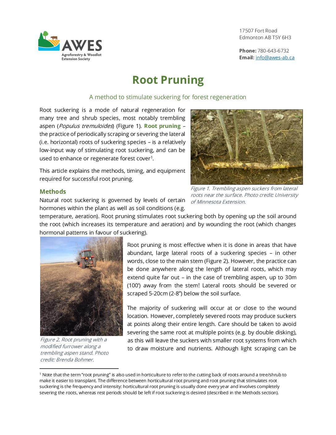 Root Pruning