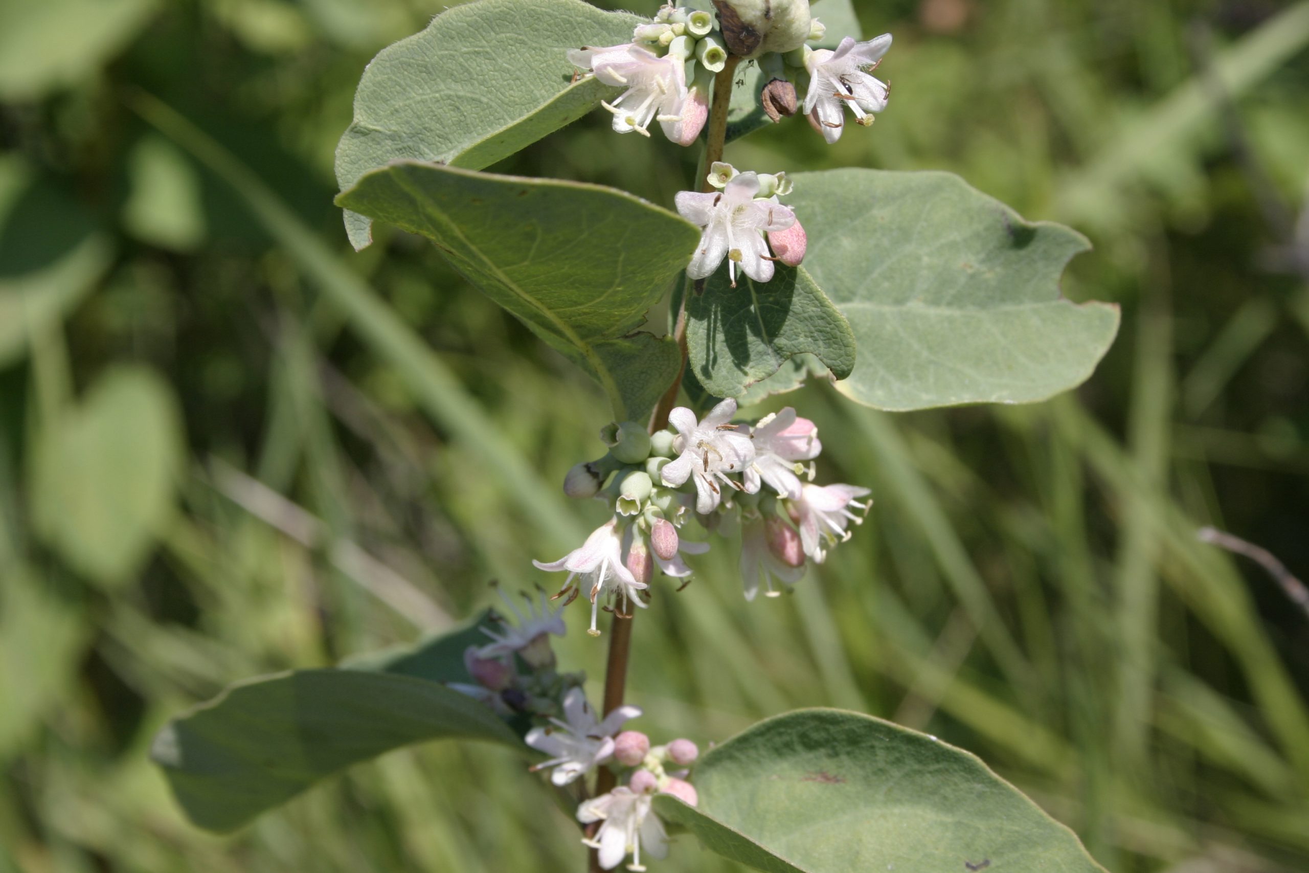 Buckbrush AWES Agroforestry and Woodlot Extension Society of Alberta