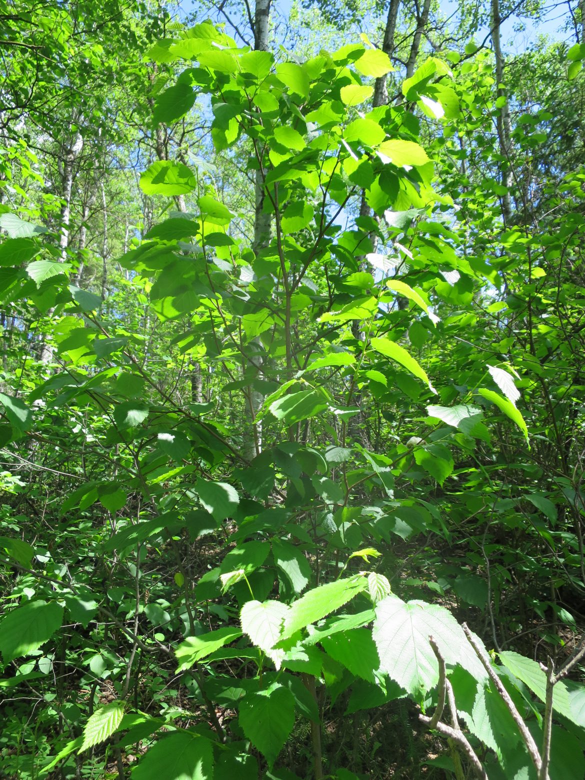 Beaked hazelnut AWES Agroforestry and Woodlot Extension Society of