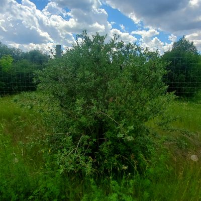Beaked willow – AWES | Agroforestry and Woodlot Extension Society