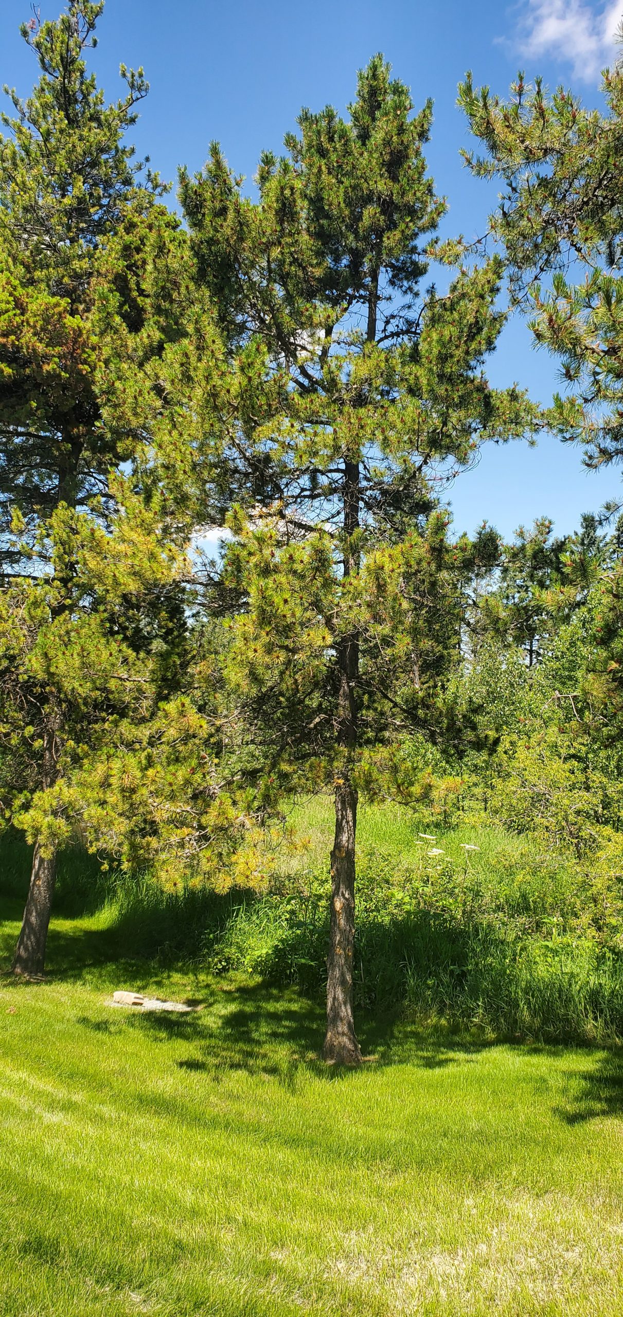Lodgepole pine – AWES | Agroforestry and Woodlot Extension Society of  Alberta