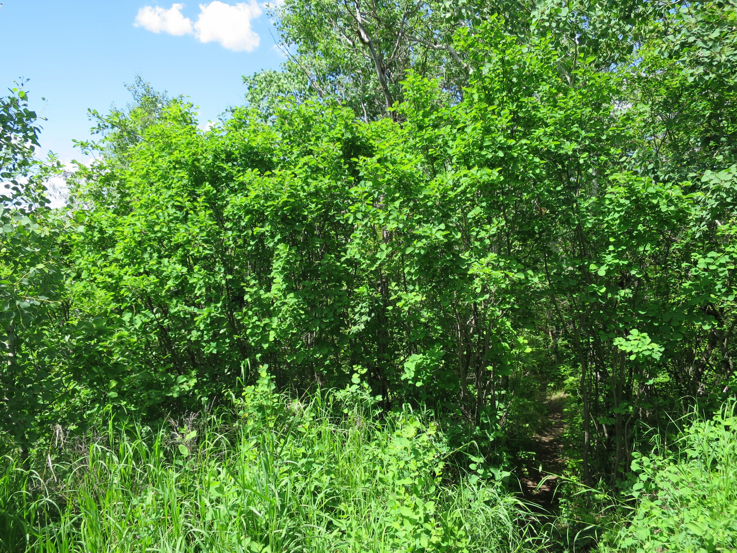 Saskatoon AWES Agroforestry and Woodlot Extension Society of Alberta