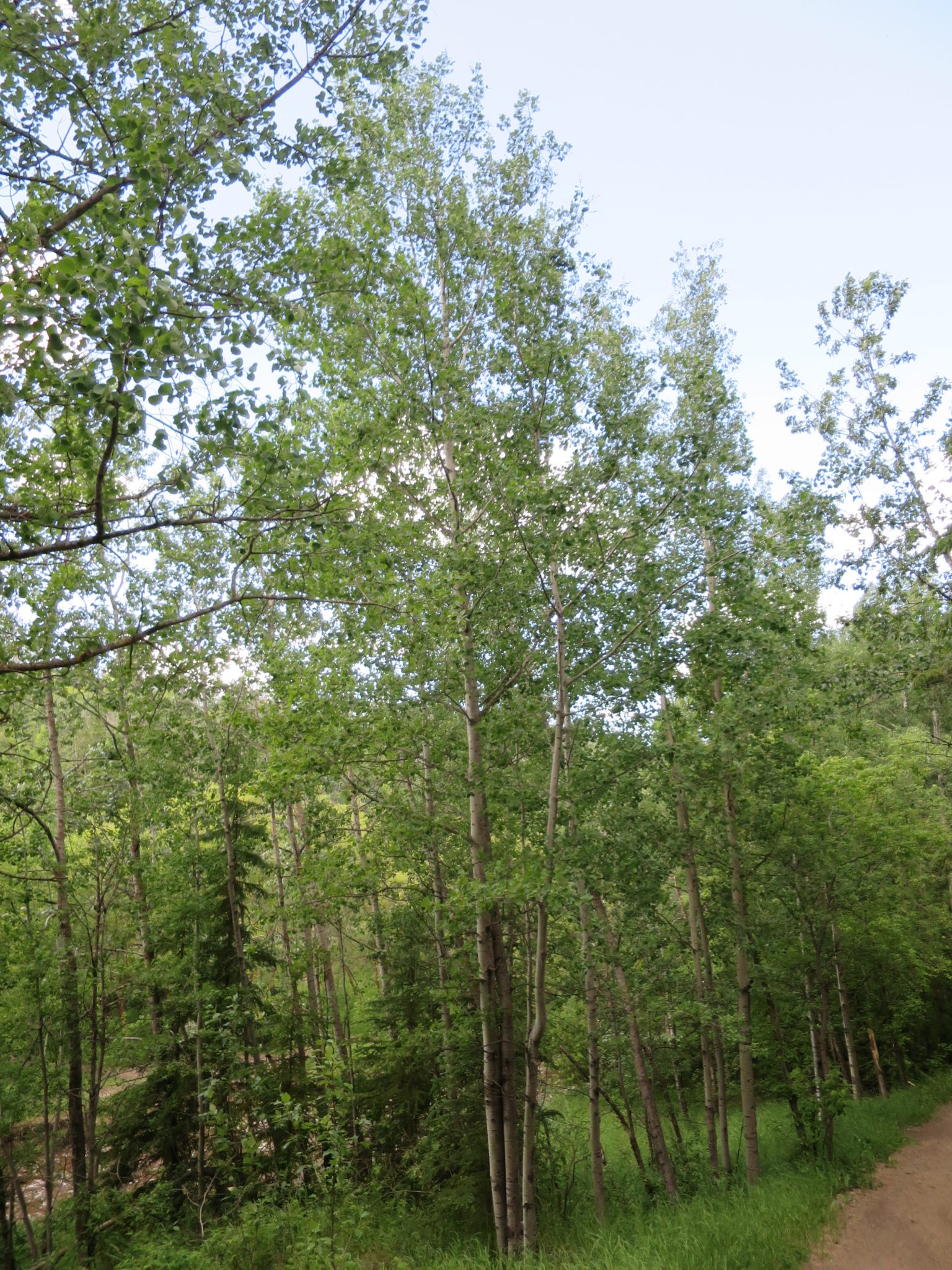 Trembling aspen – AWES | Agroforestry and Woodlot Extension Society of