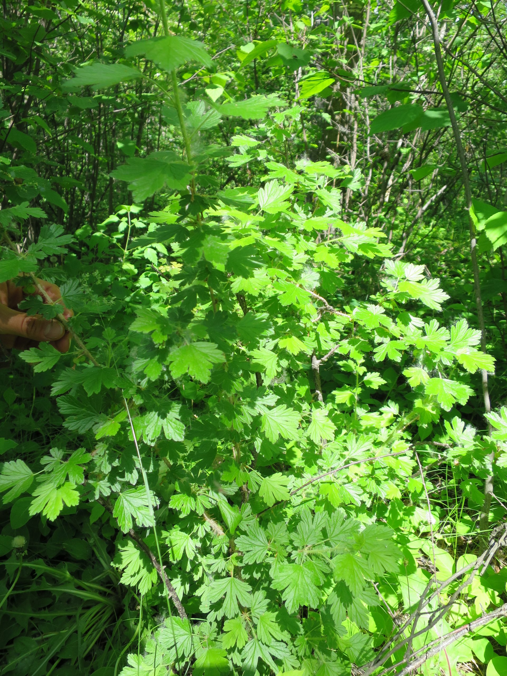 Wild gooseberry AWES Agroforestry and Woodlot Extension Society of