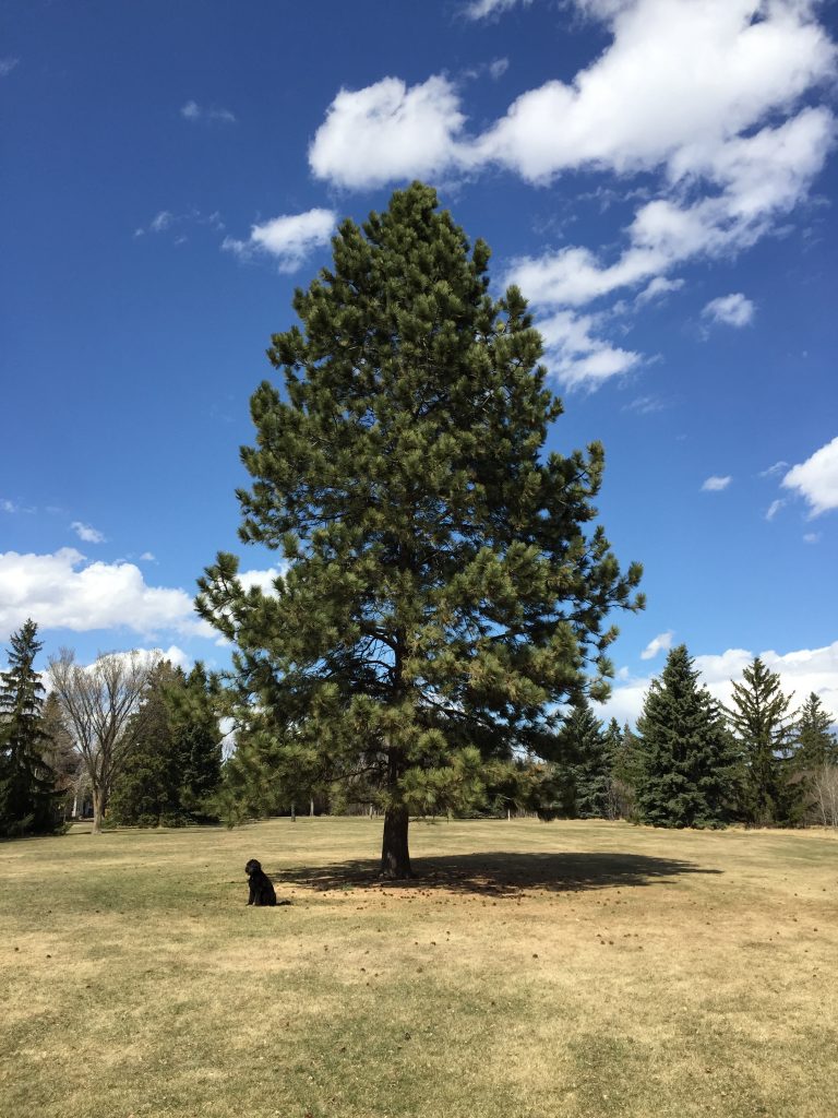 Ponderosa Pine The tree you’ll be pining over… AWES Agroforestry