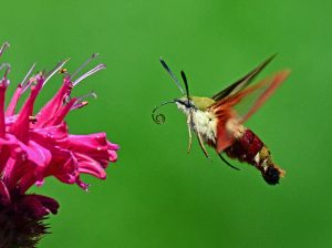 "Hummingbird Hawk-moth" by kaibara87 is licensed under CC BY 2.0