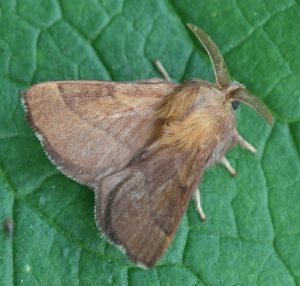 "7698 - Malacosoma disstria - Forest Tent Caterpillar Moth" by SeabrookeLeckie.com is licensed under CC BY-NC-ND 2.0