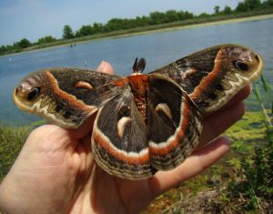 "7767 Cecropia Moth rescue" by Anita363 is licensed under CC BY-NC 2.0