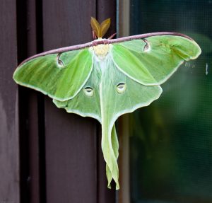 "Luna Moth" by pdbreen is licensed under CC BY 2.0