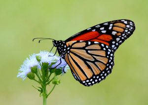 "Monarch On Mistflower" by TexasEagle is licensed under CC BY-NC 2.0