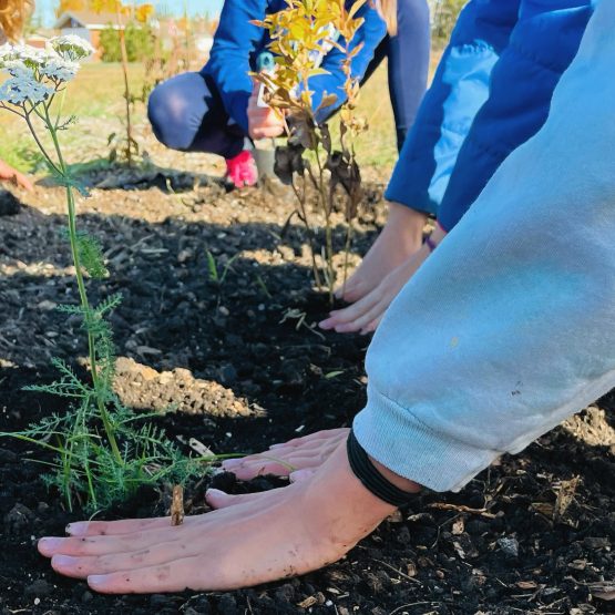 Wildflowers & Pollinators Project