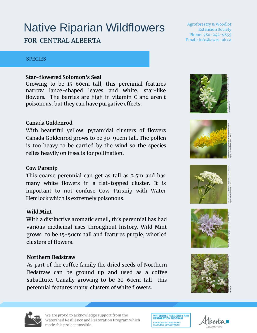Native Riparian Wildflowers for Central Alberta